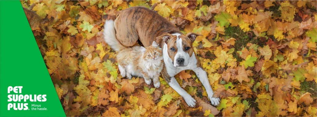 Pet Supplies Plus Dog and Cat on leaves