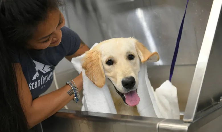image of a girl giving a dog a bath